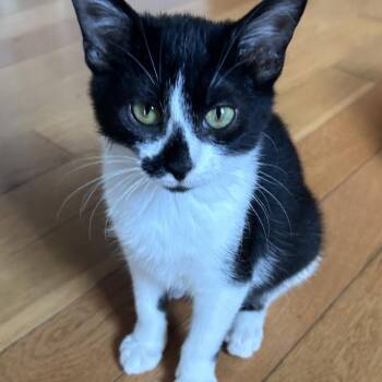 Irene -  Domestic Short Hair Cat for Adoption in Evanston, Illinois - Irene | PetCurious