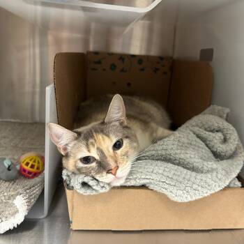 Tootie -  Domestic Short Hair Cat for Adoption in Goleta, California - Tootie | PetCurious
