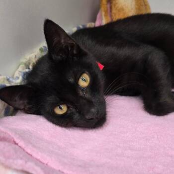 Domestic Short Hair Cats Available for Adoption - Phoebe | PetCurious