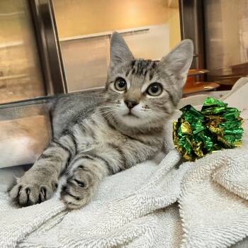 Tac -  Domestic Short Hair Cat for Adoption in Palm Springs, California - Tac | PetCurious