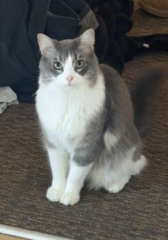 Domestic Long Hair and Maine Coon Cats Available for Adoption in Hellertown, Pennsylvania - Zuzu | PetCurious