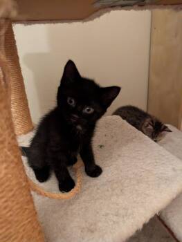 Domestic Short Hair Cats Available for Adoption in Livonia, Michigan - C321 Litter Blackbear | PetCurious