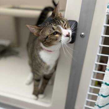 Ashley -  Domestic Short Hair Cat for Adoption in Sarasota, Florida - Ashley | PetCurious