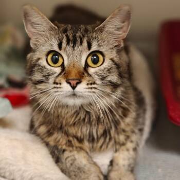 Lily -  Domestic Medium Hair Cat Available for Adoption in Cumming, Georgia - Lily | PetCurious