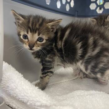 Tiger -  Domestic Short Hair Cat for Adoption in Spokane, Washington - Tiger | PetCurious