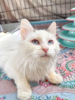 Domestic Long Hair and Turkish Van Cats Available for Adoption - Violet | PetCurious
