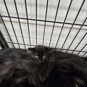 Kenzo -  Domestic Long Hair Cat for Adoption in Burlington, Iowa - Kenzo | PetCurious