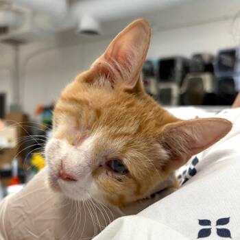 Domestic Short Hair Cats Available for Adoption - Karaka | PetCurious