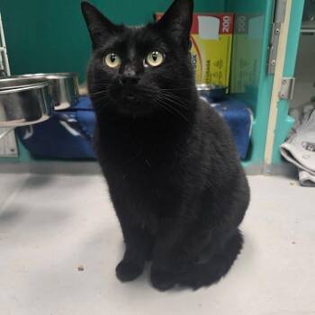 Luna -  Domestic Short Hair Cat for Adoption in Oak Ridge, Tennessee - Luna | PetCurious