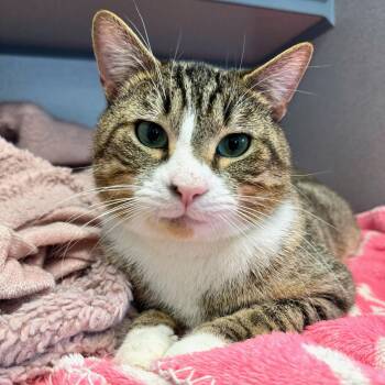 Domestic Short Hair Cats Available for Adoption - Tabby | PetCurious