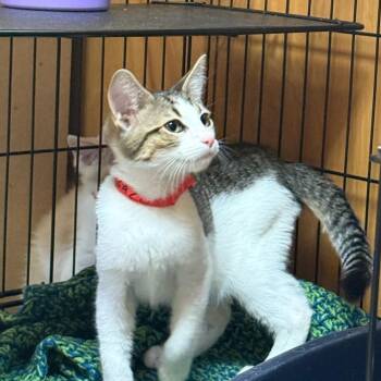 Zazu -  Domestic Medium Hair Cat for Adoption in Kent, Washington - Zazu | PetCurious