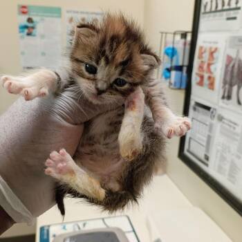Red Bull -  Domestic Short Hair Cat for Adoption in Lynchburg, Virginia - Red Bull | PetCurious