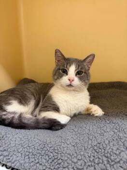 Rescue Domestic Short Hair Cats for Adoption - Klaus | PetCurious