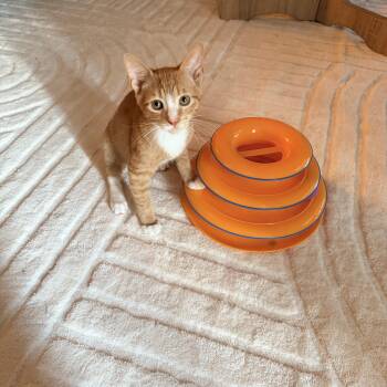 Huey (TS) -  Domestic Short Hair Cat for Adoption in Schertz, Texas - Huey (TS) | PetCurious