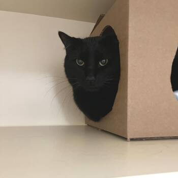Domestic Short Hair Cats Available for Adoption in Idaho Falls, Idaho - Cannoli | PetCurious
