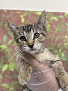 Peppermint -  Domestic Short Hair Cat for Adoption in San Antonio, Texas - Peppermint | PetCurious