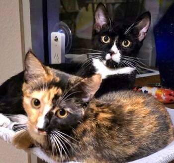 Rescue Domestic Short Hair Cats for Adoption in Encinitas, California - Smudge | PetCurious