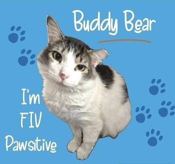 Domestic Medium Hair Cats Available for Adoption - Buddy Bear | PetCurious