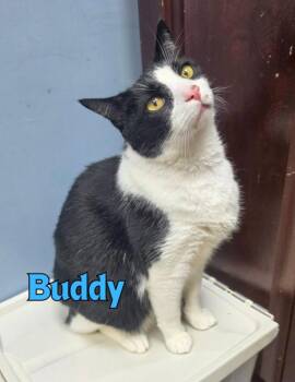 Buddy -  Domestic Short Hair Cat for Adoption in Rome, Georgia - Buddy | PetCurious