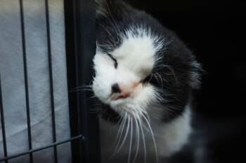 Rescue Domestic Short Hair Cats for Adoption in Spencer, Indiana - Alec | PetCurious