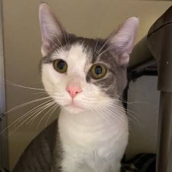 Rescue Domestic Short Hair Cats for Adoption in Jeffersonville, Indiana - Lennox | PetCurious