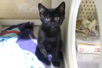 Rescue Domestic Short Hair Cats for Adoption in Kansas City, Missouri - Rosa | PetCurious