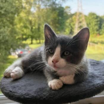 Titan Bobtail! -  American Bobtail and Tuxedo Cat for Adoption in Knoxville, Tennessee - Titan Bobtail! | PetCurious