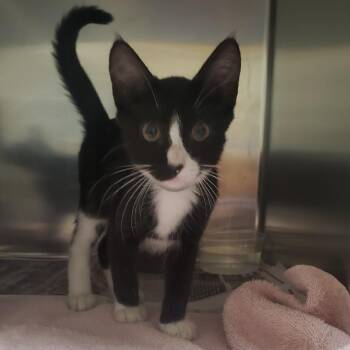 Taboo -  Domestic Short Hair Cat for Adoption in Milton, Florida - Taboo | PetCurious