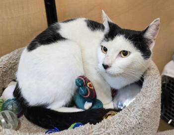 Domestic Short Hair Cats Available for Adoption - Faith | PetCurious