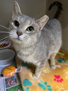 Nazeli -  Domestic Short Hair Cat for Adoption in Pottsville, Pennsylvania - Nazeli | PetCurious