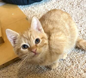 Domestic Short Hair Cats Available for Adoption in Andover, Connecticut - Pinky | PetCurious