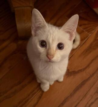 Lucy -  Siamese and Domestic Short Hair Cat for Adoption in San Antonio, Texas - Lucy | PetCurious