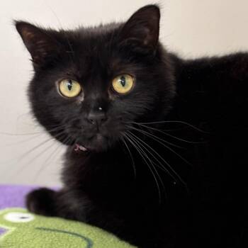 Domestic Short Hair Cats Available for Adoption - Dally | PetCurious
