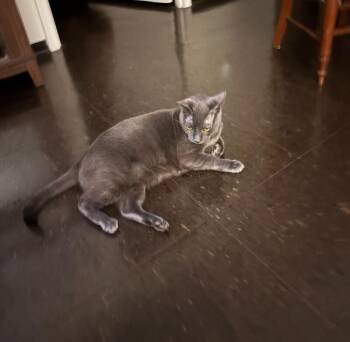 Rescue Domestic Short Hair Cats for Adoption in Melrose, Massachusetts - Misty | PetCurious