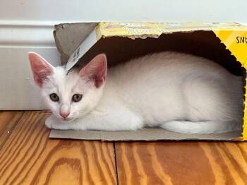 Daria -  Domestic Short Hair Cat for Adoption in Duxbury, Massachusetts - Daria | PetCurious