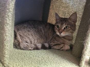 Domestic Short Hair Cats Available for Adoption in Dickson, Tennessee - LuLu | PetCurious