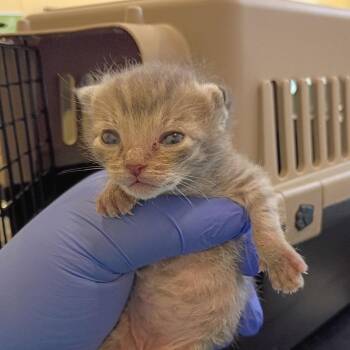 Staples -  Domestic Short Hair Cat for Adoption in Lynchburg, Virginia - Staples | PetCurious
