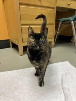 Domestic Short Hair Cats Available for Adoption in Bellingham, Washington - Willow | PetCurious