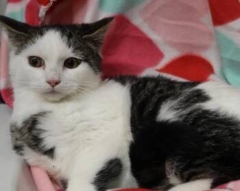 Domestic Short Hair Cats Available for Adoption - Helga | PetCurious