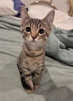 Snickers -  Domestic Short Hair Cat for Adoption in Mount Prospect, Illinois - Snickers | PetCurious
