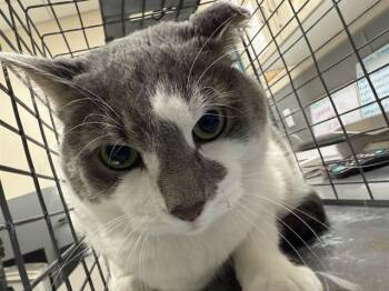 Rescue Domestic Short Hair Cats for Adoption in Las Vegas, Nevada - FRANKY | PetCurious