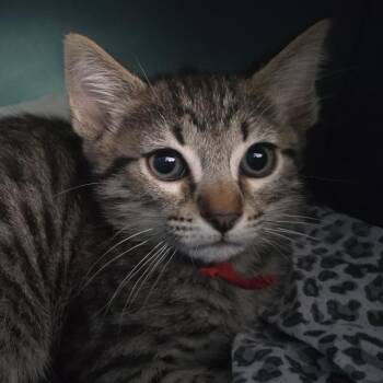 Paxil -  Domestic Short Hair Cat for Adoption in Lafayette, Colorado - Paxil | PetCurious