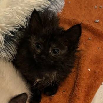 Mango -  Domestic Medium Hair Cat for Adoption in Phoenixville, Pennsylvania - Mango | PetCurious