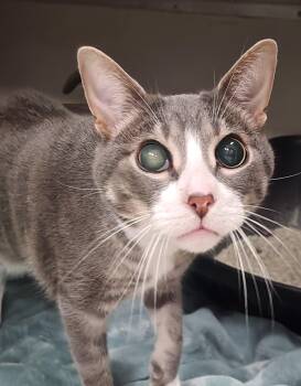 Sky Blue -  Domestic Short Hair Cat for Adoption in Grayslake, Illinois - Sky Blue | PetCurious