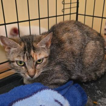 Shimmer (mama) -  Domestic Short Hair Cat for Adoption in Columbus, North Carolina - Shimmer (mama) | PetCurious
