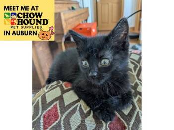 GERTIE -  Domestic Short Hair Cat for Adoption in Fort Wayne, Indiana - GERTIE | PetCurious