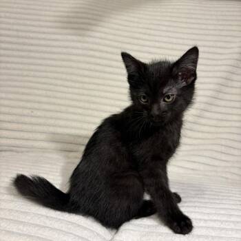Magnus -  Domestic Short Hair Cat for Adoption in Normal, Illinois - Magnus | PetCurious