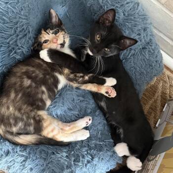 Jack 3 -  Domestic Short Hair Cat for Adoption in Cumming, Georgia - Jack 3 | PetCurious