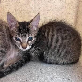 Mimi 26-08-127 -  Domestic Short Hair Cat for Adoption in Bastrop, Texas - Mimi 26-08-127 | PetCurious