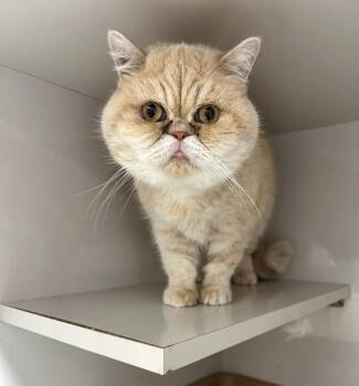 Scottish Fold and Persian Cats Available for Adoption - Pearletta | PetCurious